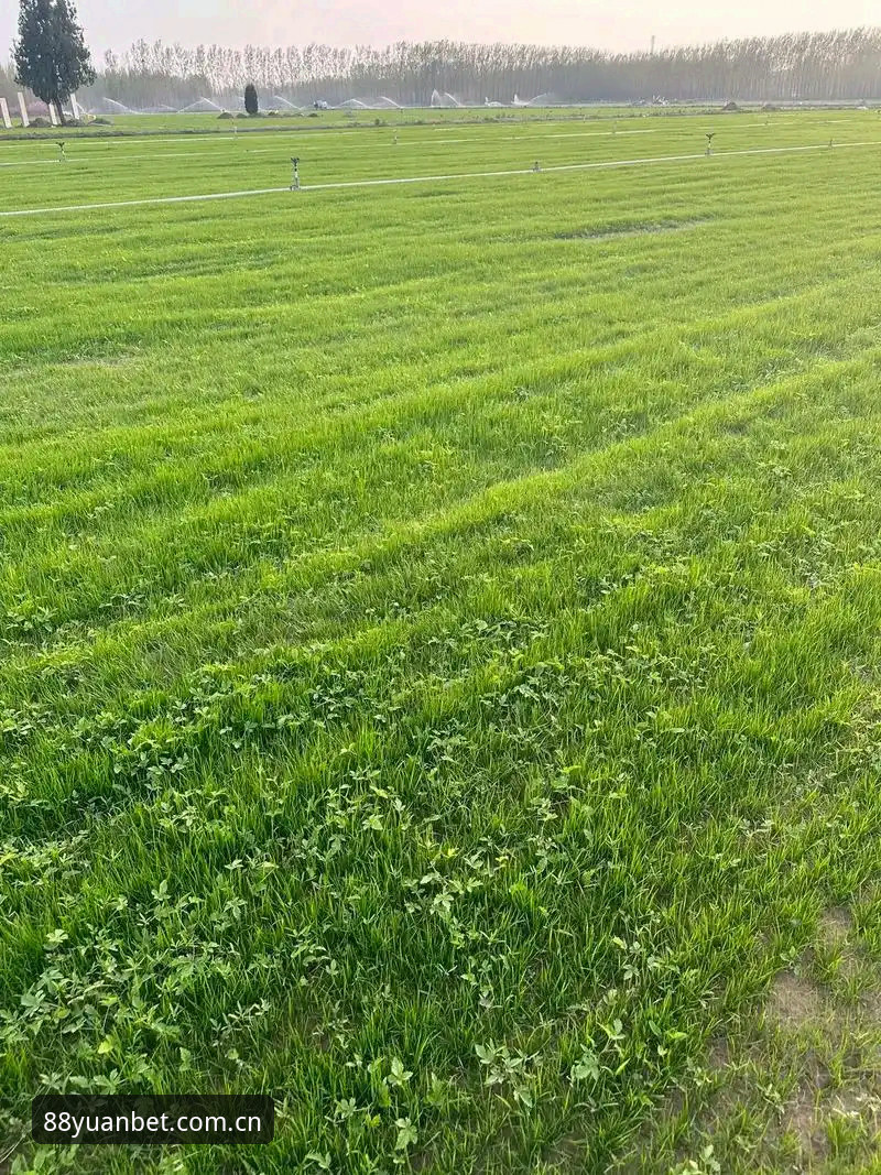 草地赛季的生存法则：迪亚洛的战术耐心与埃切韦里的复仇悬念